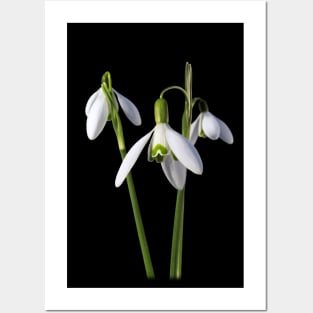 Snowdrops 3, a floral bouquet Posters and Art